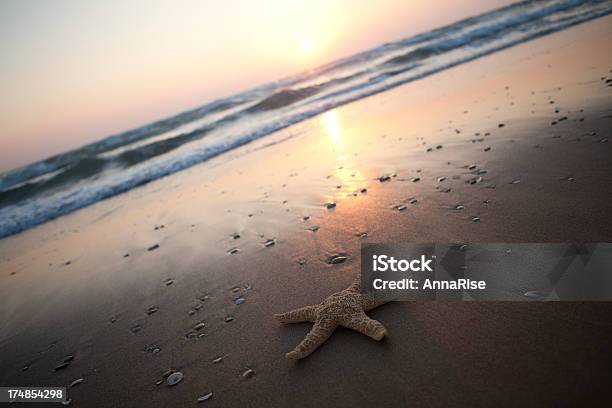 Photo libre de droit de Étoile De Mer Au Coucher Du Soleil banque d'images et plus d'images libres de droit de Animal invertébré - Animal invertébré, Arthropode, Beauté de la nature