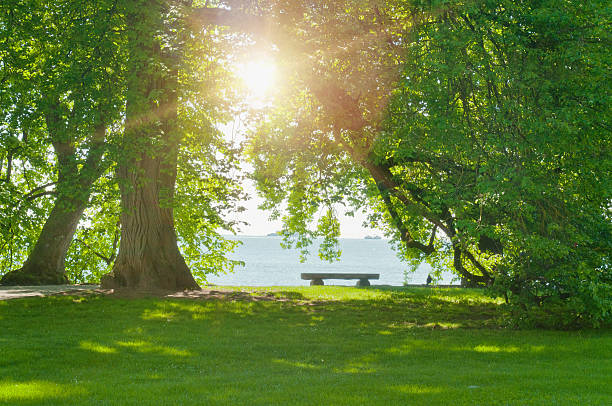 istock trees in a park with view to lake 174854348