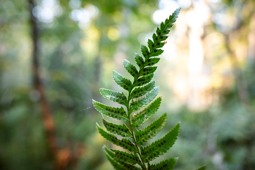 detail of a coastal rainforest fern leaf
