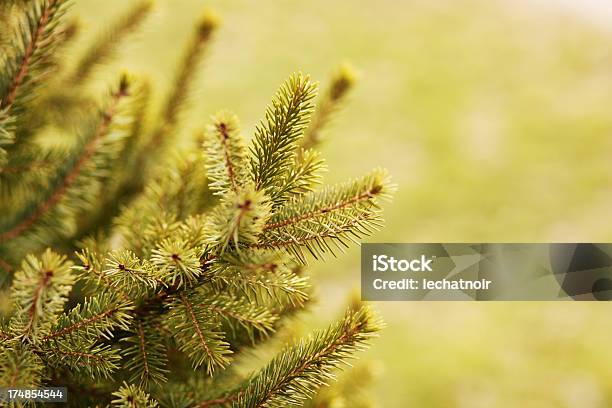 Foto de Galho De Árvoredenatal e mais fotos de stock de Amarelo - Amarelo, Descrição de Cor, Desfocado - Foco