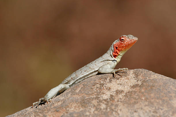 istock Galapagos Lava Lizard Sunning on Rock 174854682
