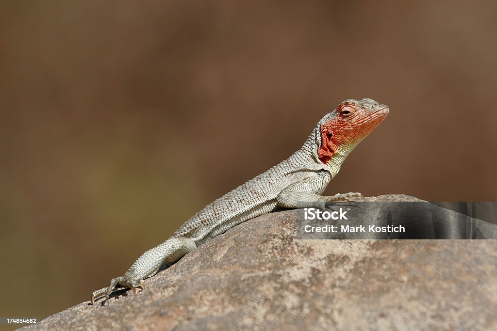 Galapagos Lava Lizard opalania na Rock - Zbiór zdjęć royalty-free (Bez ludzi)