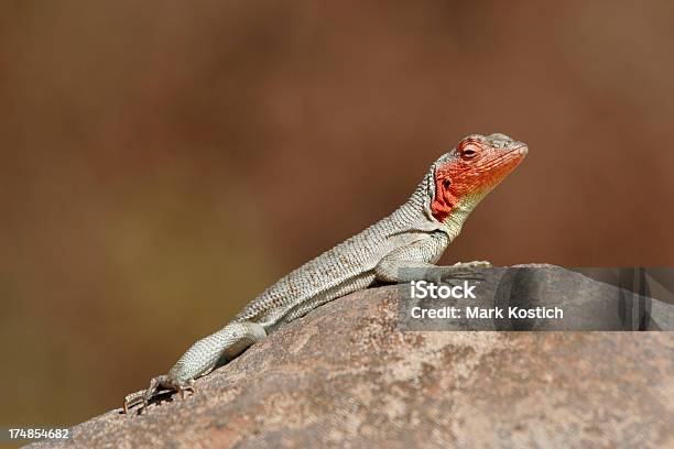 Galapagos Lava Lizard Opalania Na Rock - zdjęcia stockowe i więcej obrazów Bez ludzi - Bez ludzi, Fotografika, Gad