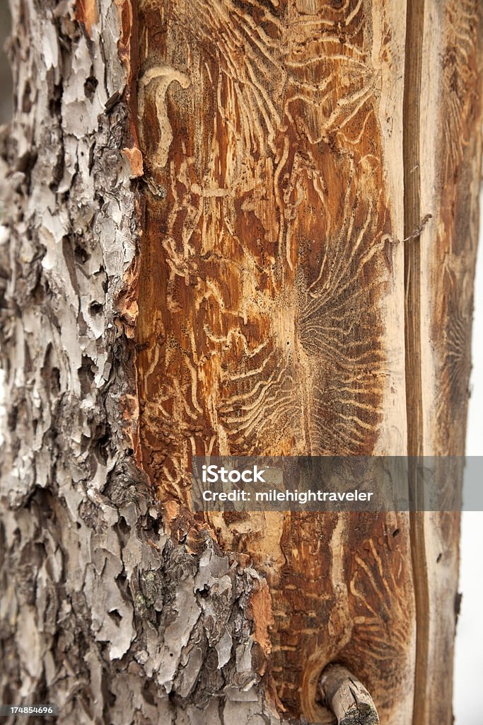 Beetle uśmiercone pine tree Kolorado - Zbiór zdjęć royalty-free (Bark Beetle)