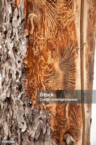 Beetle Uśmiercone Pine Tree Kolorado - zdjęcia stockowe i więcej obrazów Bark Beetle - Bark Beetle, Bez ludzi, Chrząszcz