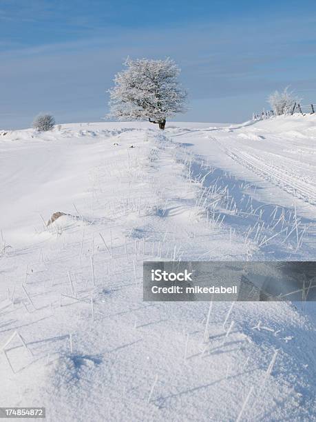 Frosty 트리 0명에 대한 스톡 사진 및 기타 이미지 - 0명, 겨울, 관목