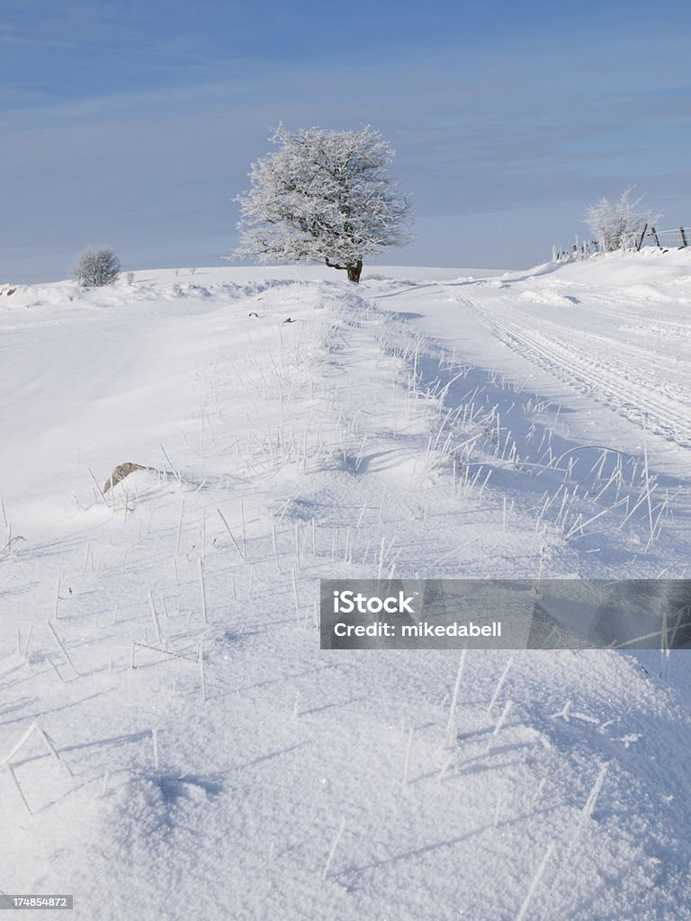 Frosty árvore - Foto de stock de Arbusto royalty-free