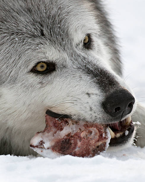Lobo e refeições 2 - foto de acervo