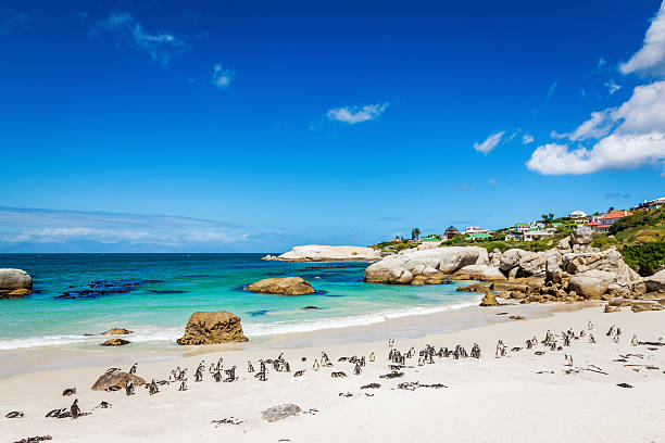 afrikanische pinguin-kolonie in strand, kapstadt, südafrika - penguin colony nobody horizontal stock-fotos und bilder