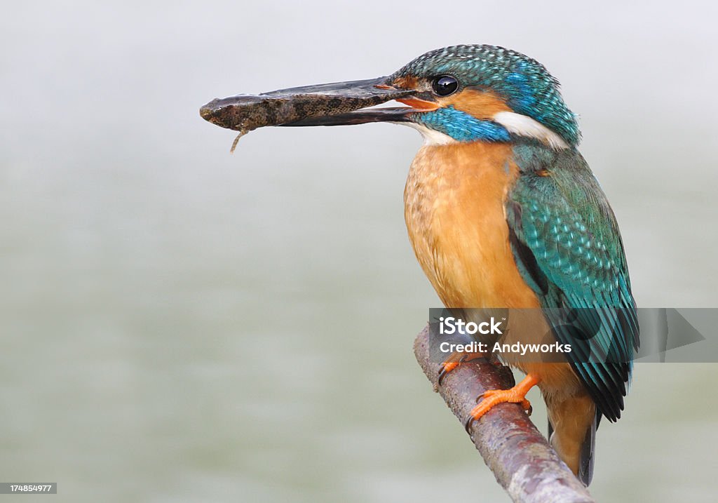 Common Kingfisher mit Marine Tubenose Goby - Lizenzfrei Ast - Pflanzenbestandteil Stock-Foto