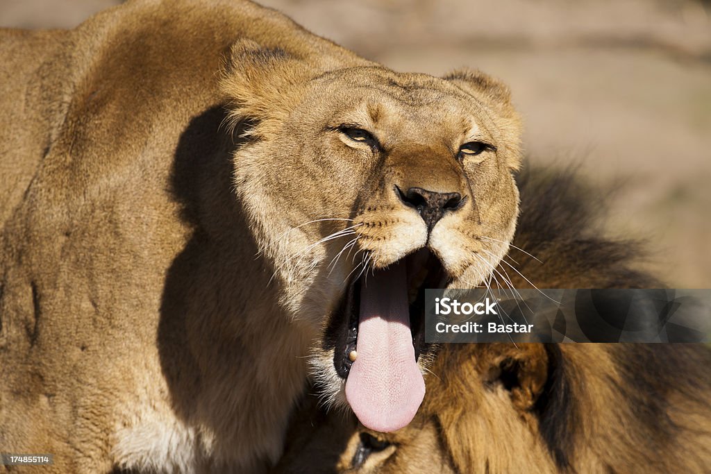 Bostezar león - Foto de stock de León libre de derechos