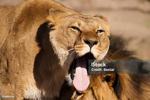 Sbadigliare Leone - Fotografie stock e altre immagini di Leone - Grande felino - Leone - Grande felino, Animale, Animale da safari