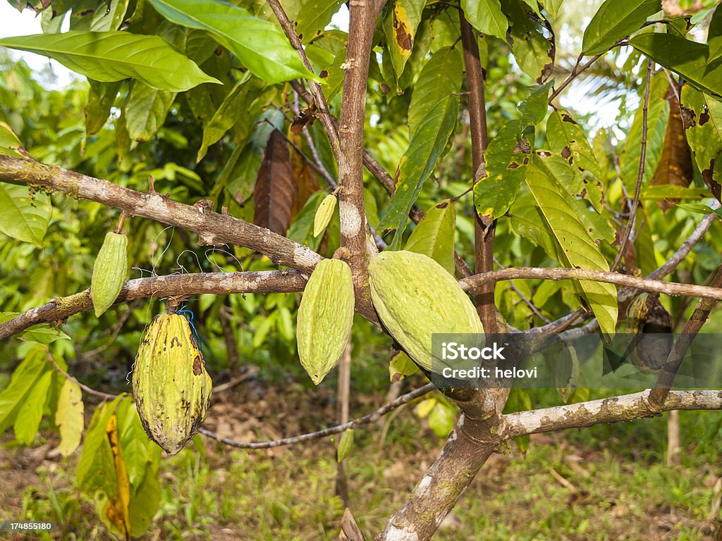 Cocoa de frutas - Foto de stock de Cacau - Colheita royalty-free