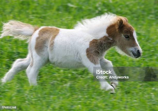 Running Falabella Fohlen Stockfoto und mehr Bilder von Bewegung - Bewegung, Bewegungsunschärfe, Einzelnes Tier