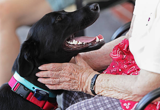 istock Grandma Petting Dog 174855279