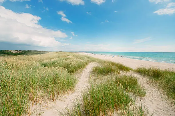 Photo of Dune grass on the beach