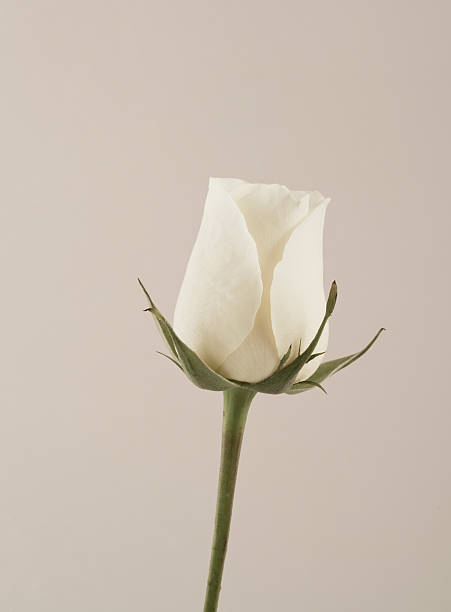 White Rose stock photo