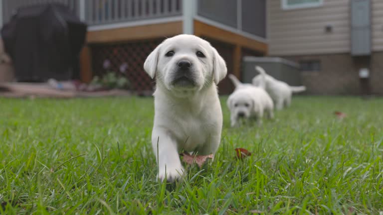 Day 36 White Lab Puppy - Playful Walking