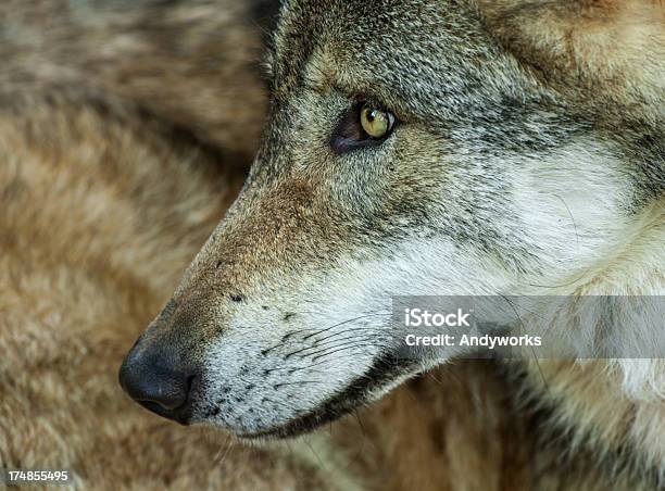 Gray Wolf Nahaufnahme Stockfoto und mehr Bilder von Einzelnes Tier - Einzelnes Tier, Europäischer Wolf, Extreme Nahaufnahme