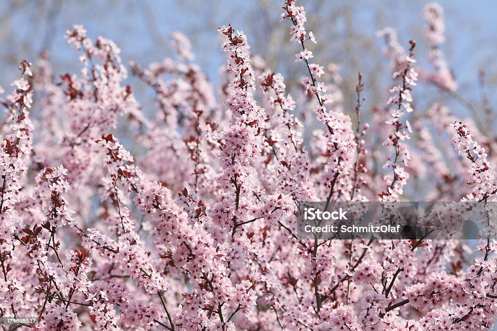 Kwitnące Drzewo wiśni wiosną - Zbiór zdjęć royalty-free (Oświetlony)
