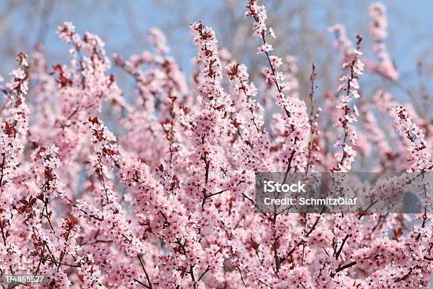 Kwitnące Drzewo Wiśni Wiosną - zdjęcia stockowe i więcej obrazów Oświetlony - Oświetlony, Bez ludzi, Drzewo