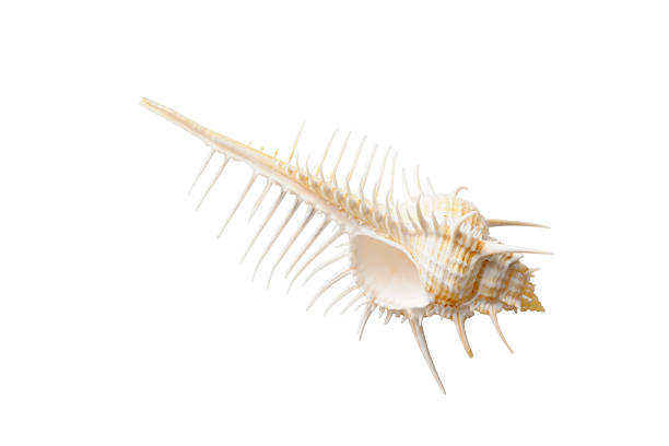 istock Isolated shot of a spiky seashell on white background 174855817