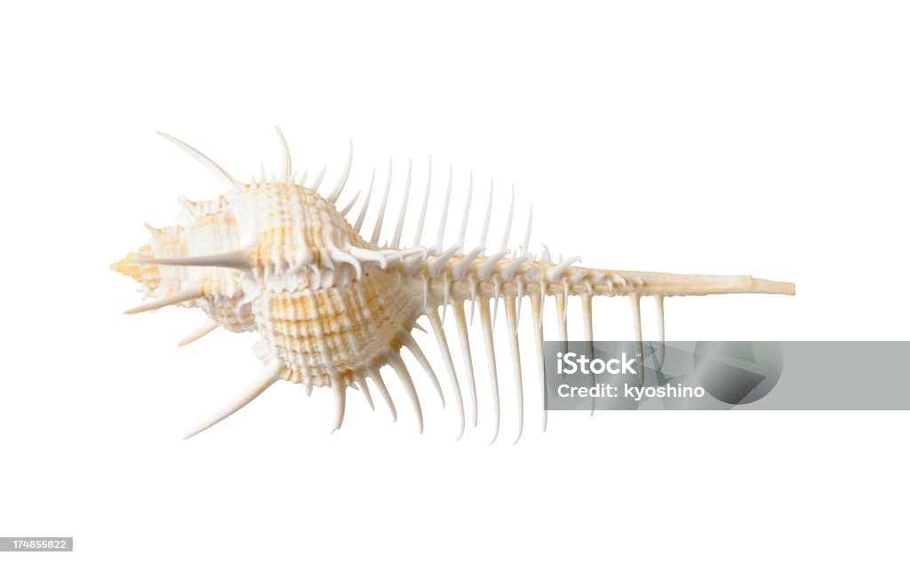 Spiky Seashell - Photo de Animal invertébré libre de droits