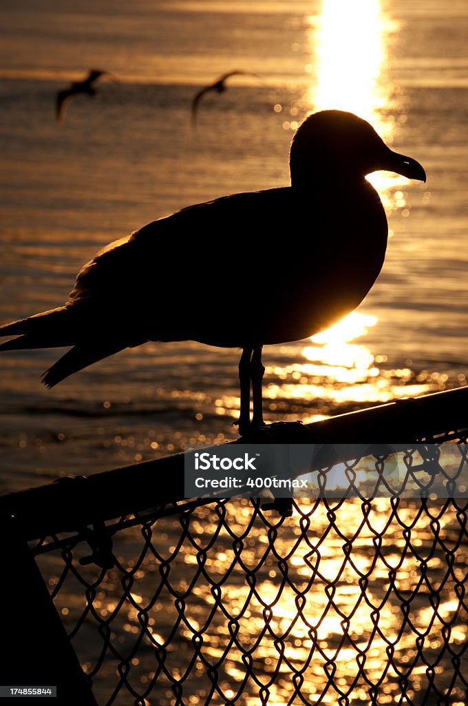 Silhouetted Gaivota - Royalty-free Alimentar-se de Carne Foto de stock