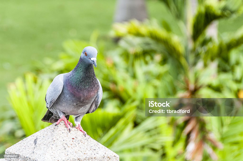 Pigeon - Photo de Animaux nuisibles libre de droits