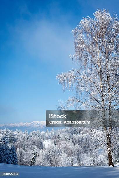 冬景色の美しいアルプススロベニアヨーロッパ - カバノキのストックフォトや画像を多数ご用意 - カバノキ, ジュリアンアルプス, スポーツ