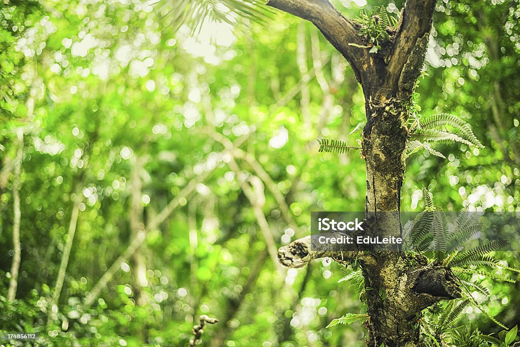 Jungle отделкой - Стоковые фото Mata Atlantica роялти-фри