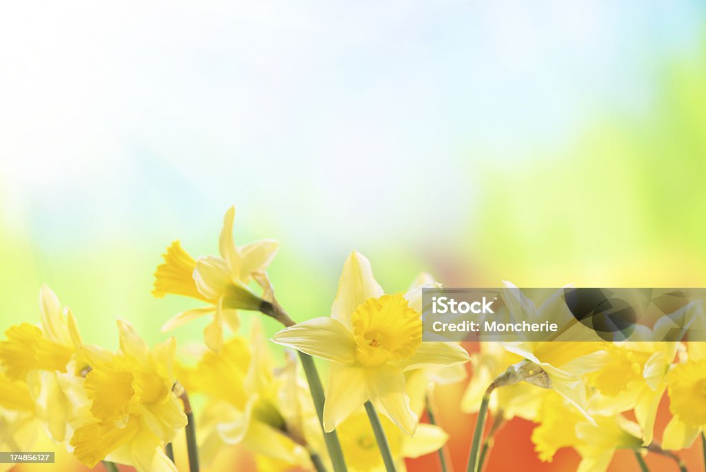 Spring narcissus on nature background April Stock Photo