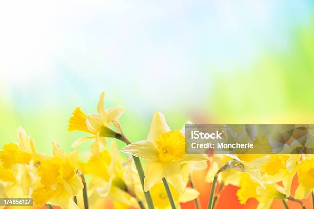Весна Narcissus На Фоне Природы — стоковые фотографии и другие картинки Апрель - Апрель, Без людей, Букет