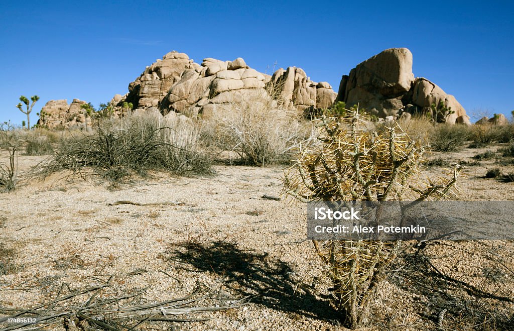 park Narodowy Joshua Tree - Zbiór zdjęć royalty-free (Ameryka)