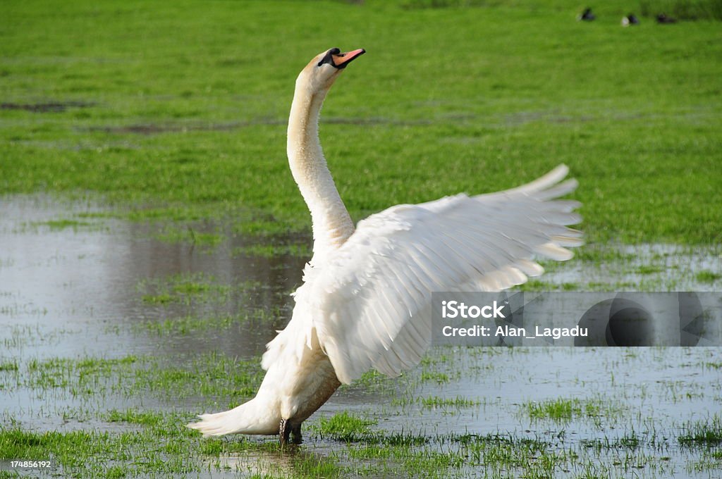 Swan, Jersey. - Foto de stock de Grouville royalty-free