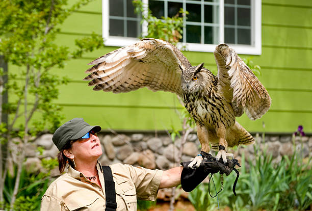 Eurasian Eagle Owl and Handler A Eurasian Eagle Owl spread its wings. eurasian eagle owl stock pictures, royalty-free photos & images