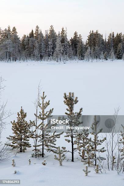 Paesaggio Invernale - Fotografie stock e altre immagini di Abete - Abete, Albero sempreverde, Ambientazione esterna