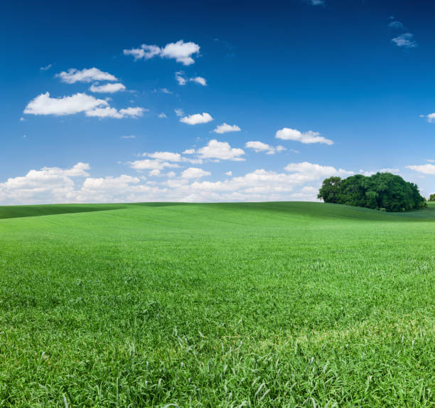 istock Square spring landscape 86MPix XXXXL- meadow, blue sky 174856353