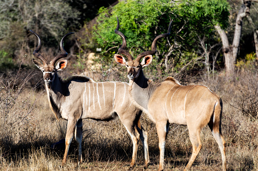 Two Male Kudu with large horns staring at the camera.