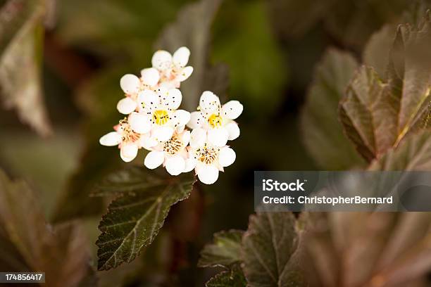 Photo libre de droit de Coppertina Ninebark Shrub banque d'images et plus d'images libres de droit de Plante - Plante, Agriculture, Beauté de la nature