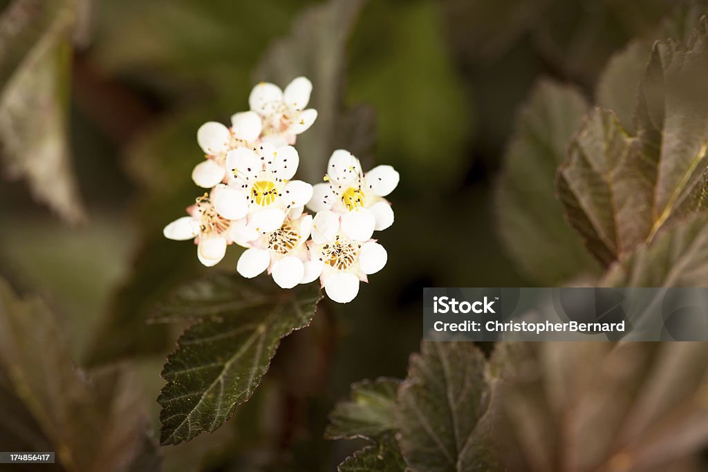 Coppertina Ninebark Arbusto - Foto de stock de Arbusto royalty-free