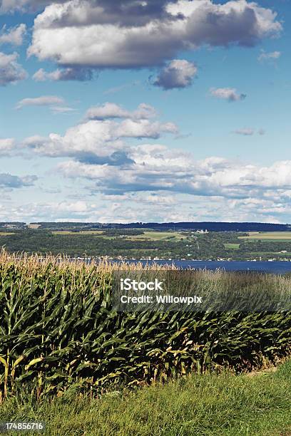 Corn Field Über Cayuga Lake Stockfoto und mehr Bilder von Seen Finger Lakes - Seen Finger Lakes, Sommer, Agrarbetrieb