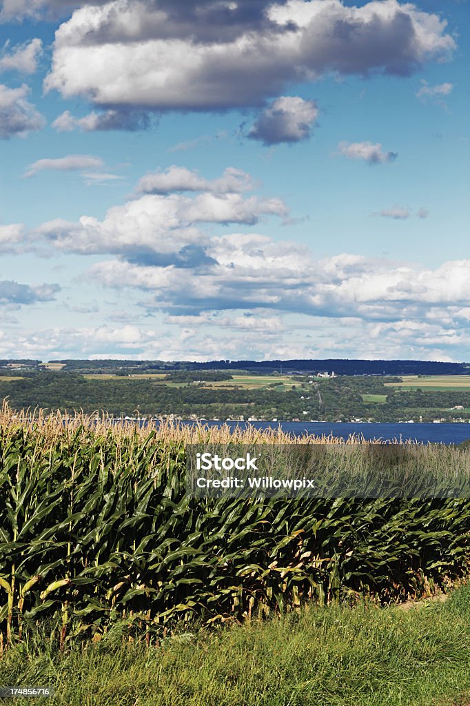 Kukurydza polu powyżej Cayuga Lake - Zbiór zdjęć royalty-free (Jeziora Finger)