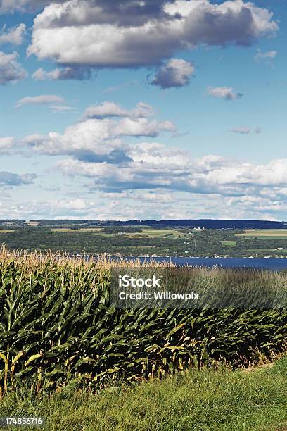 De Milho De Campo Acima Lago Cayuga - Fotografias de stock e mais imagens de Lagos Fingers - Lagos Fingers, Verão, Agricultura