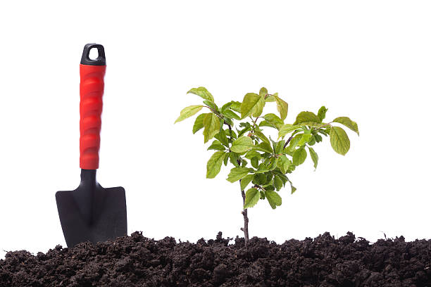 istock Planting shovel and dirt on white background 174856841