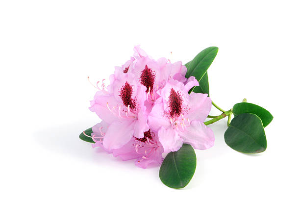 istock isolated purple Rhododendron 174856903