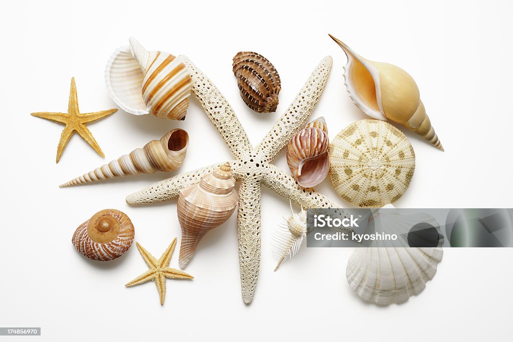 Isolierte Schuss von collection Muscheln auf weißem Hintergrund - Lizenzfrei Meeresmuschel Stock-Foto