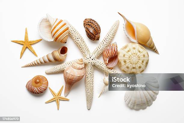 Isolierte Schuss Von Collection Muscheln Auf Weißem Hintergrund Stockfoto und mehr Bilder von Meeresmuschel