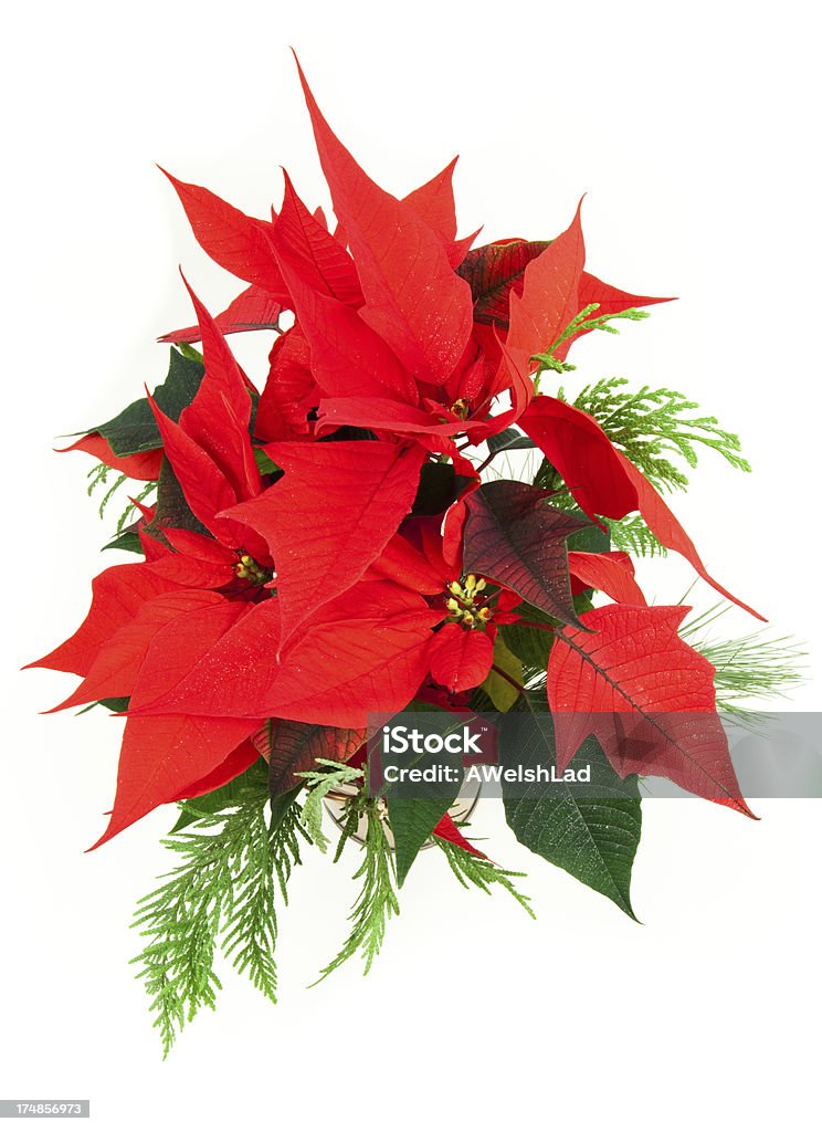 Poinsettia plant sur fond blanc - Photo de Arbre en fleurs libre de droits