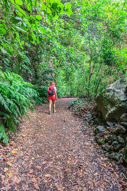 gehweg in los tilos reservieren, la palma - bioreserve vertical spain europe stock-fotos und bilder